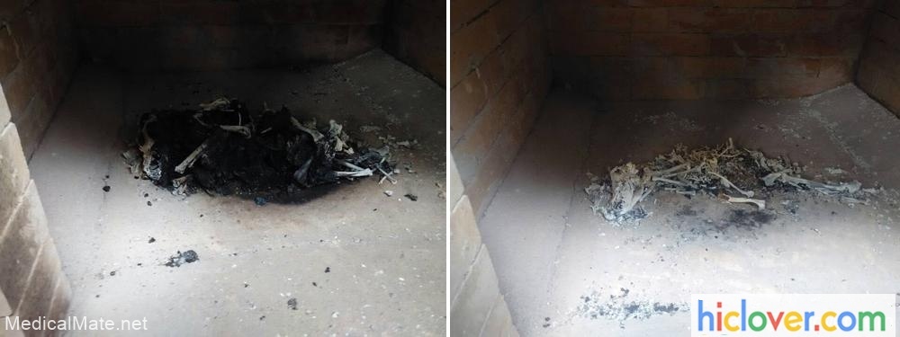 pet cremation in incinerator chamber
